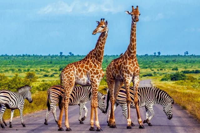 RPA kiedy jechać: najlepszy czas na safari i podróże w RPA RPA kiedy jechać: najlepszy czas na safari i podróże w RPA