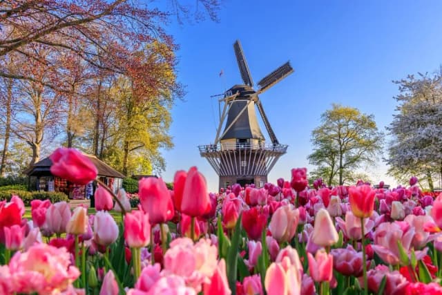 Keukenhof kiedy najlepiej jechać: odkryj idealny czas na tulipany Keukenhof kiedy najlepiej jechać: odkryj idealny czas na tulipany